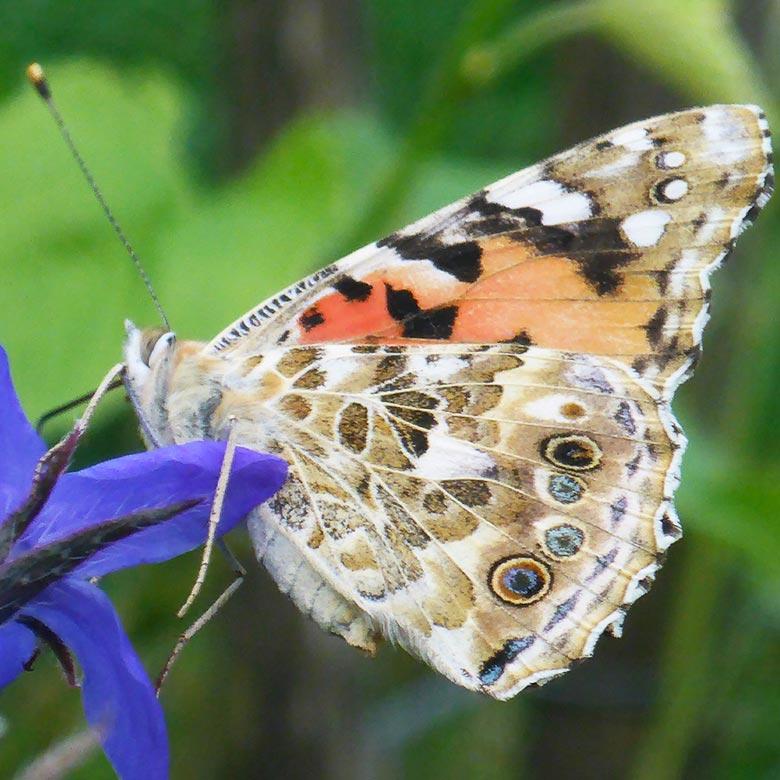 Schmetterling saugt Nektar im Rivagarten